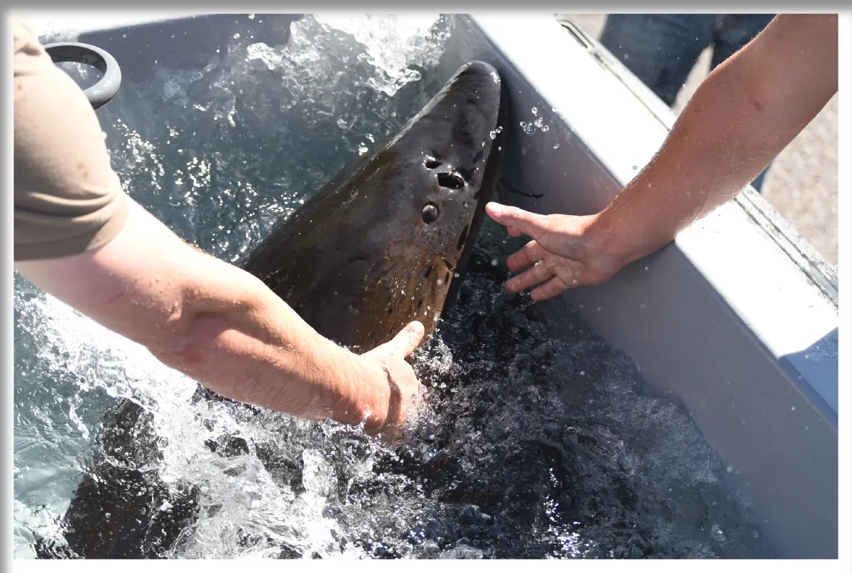 A close-up shot of a large, dark-colored sturgeon being carefully handled by two people in a water-filled transport tank during a wildlife relocation or education event