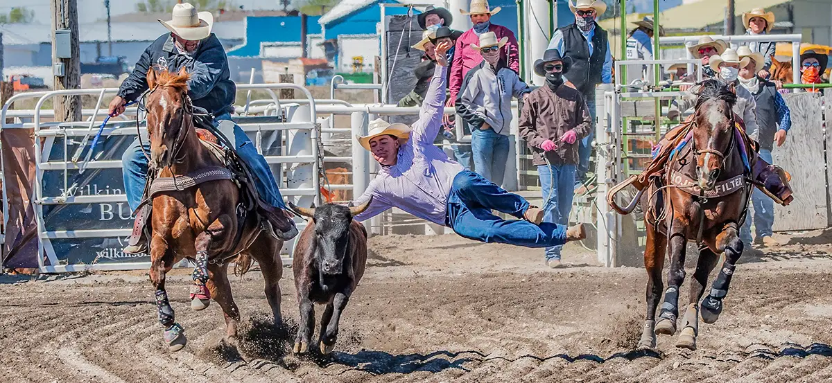 Action shot of a cowboy leaping from his horse to wrestle a running steer during a rodeo competition