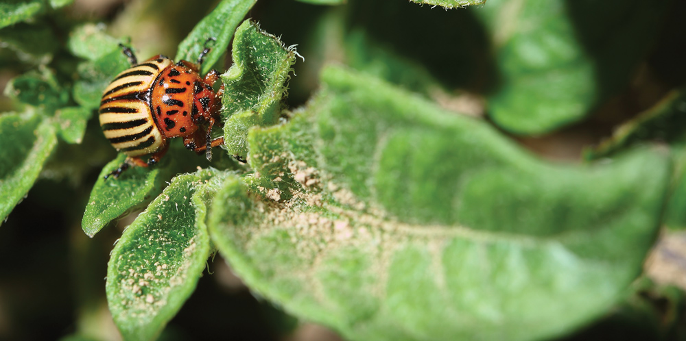 A close-up of a Colorado potato beetle with a distinctive striped yellow-and-black shell and spotted orange head. It is perched on a fuzzy green leaf, which shows signs of insect damage.