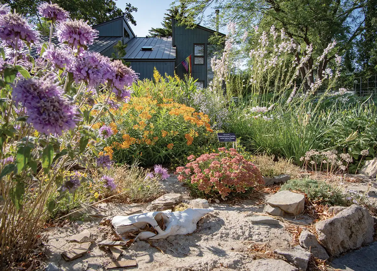 A wide-angle view of a demonstration garden featuring native plants like pink sedum and tall white penstemon. An animal skull sits on the sandy soil among rocks and mulch.