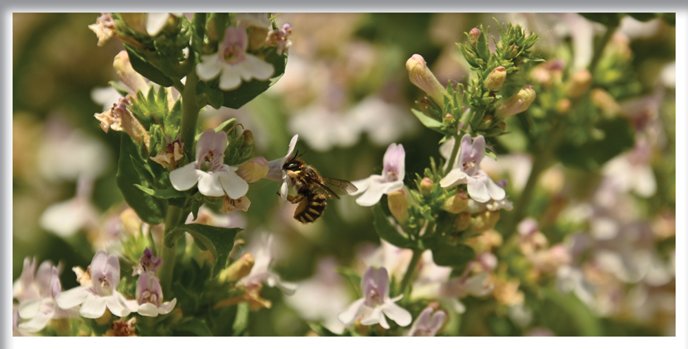A close-up shot of a striped bee pollinating a delicate white and light purple flower. The plant stems are covered in numerous small buds and blossoms against a soft-focus background.
