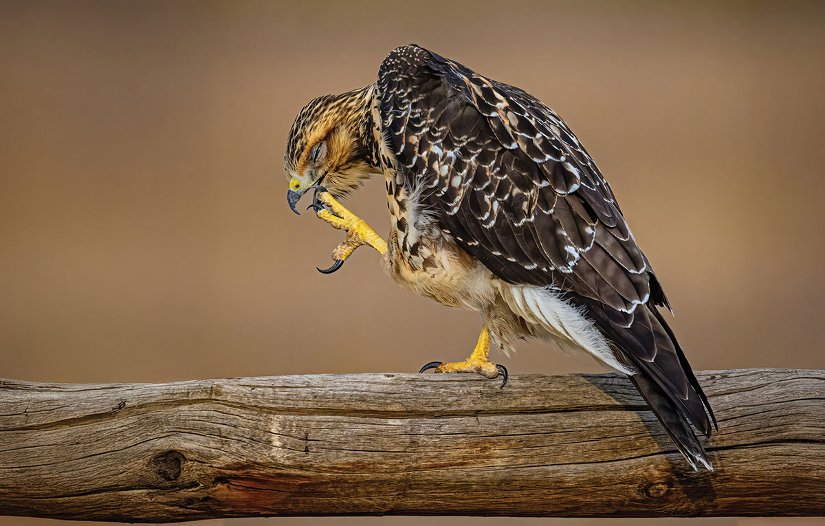Mottled brown hawk perched on a weathered wooden log, scratching its face with its yellow talons against a blurred background.