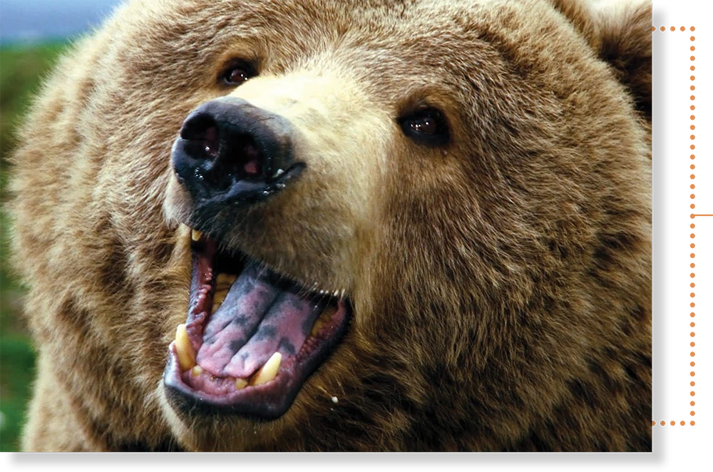 A close-up shot of a grizzly bear with its mouth wide open, showing its teeth and tongue.