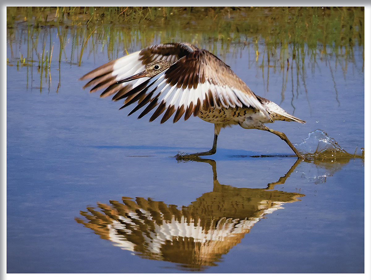 A speckled shorebird strides across shallow water with its brown and white patterned wings fully extended, creating a clear, mirrored reflection on the calm surface below.