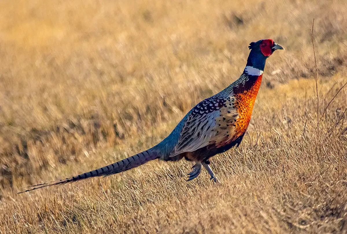 A colorful male ring-necked pheasant with a vibrant red face, white neck collar, and a long barred tail walks through a field of dry, golden-brown grass.
