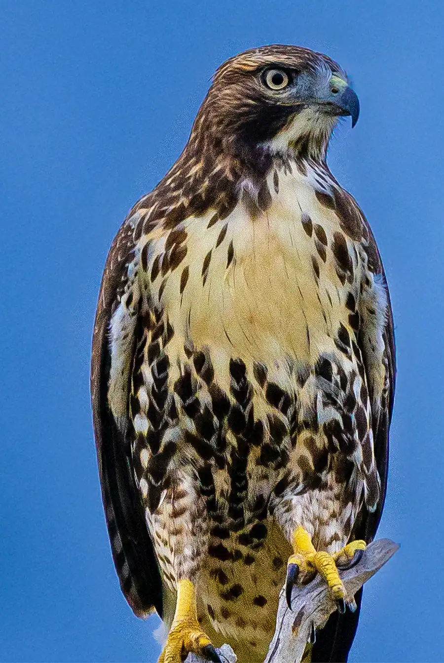 A hawk with mottled brown and white feathers perches on a weathered branch against a solid blue sky. The bird of prey has a distinct dark belly band and sharp yellow talons gripping the wood.