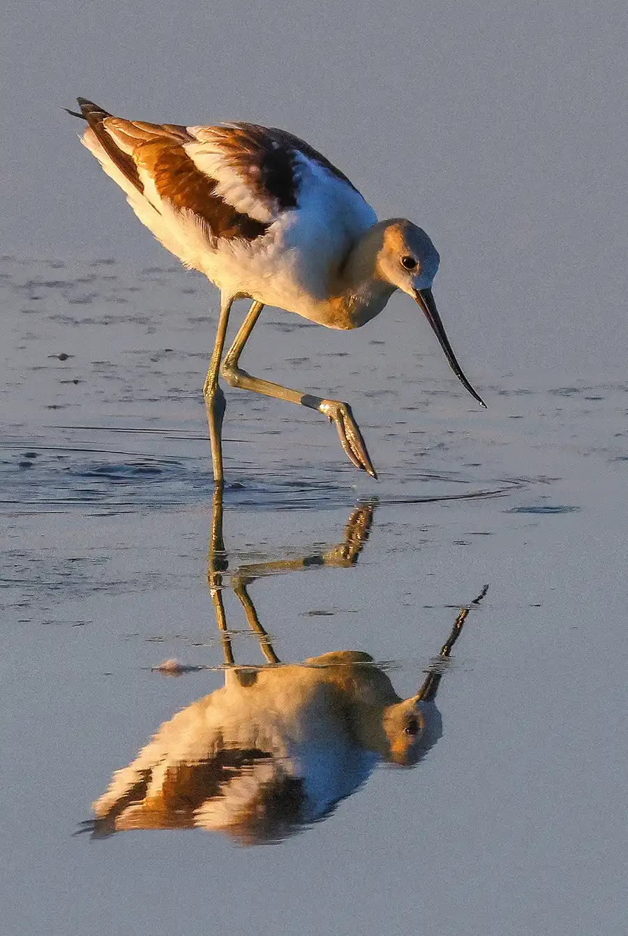 A long-legged shorebird with a thin, upturned bill steps through shallow water illuminated by warm golden light. A clear, mirrored reflection of the bird appears on the calm surface below.