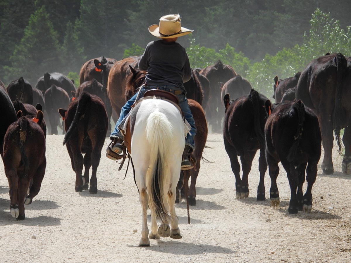 Viewed from behind, a rider wearing a cowboy hat sits on a white horse, herding a large group of dark cattle down a dusty dirt road.