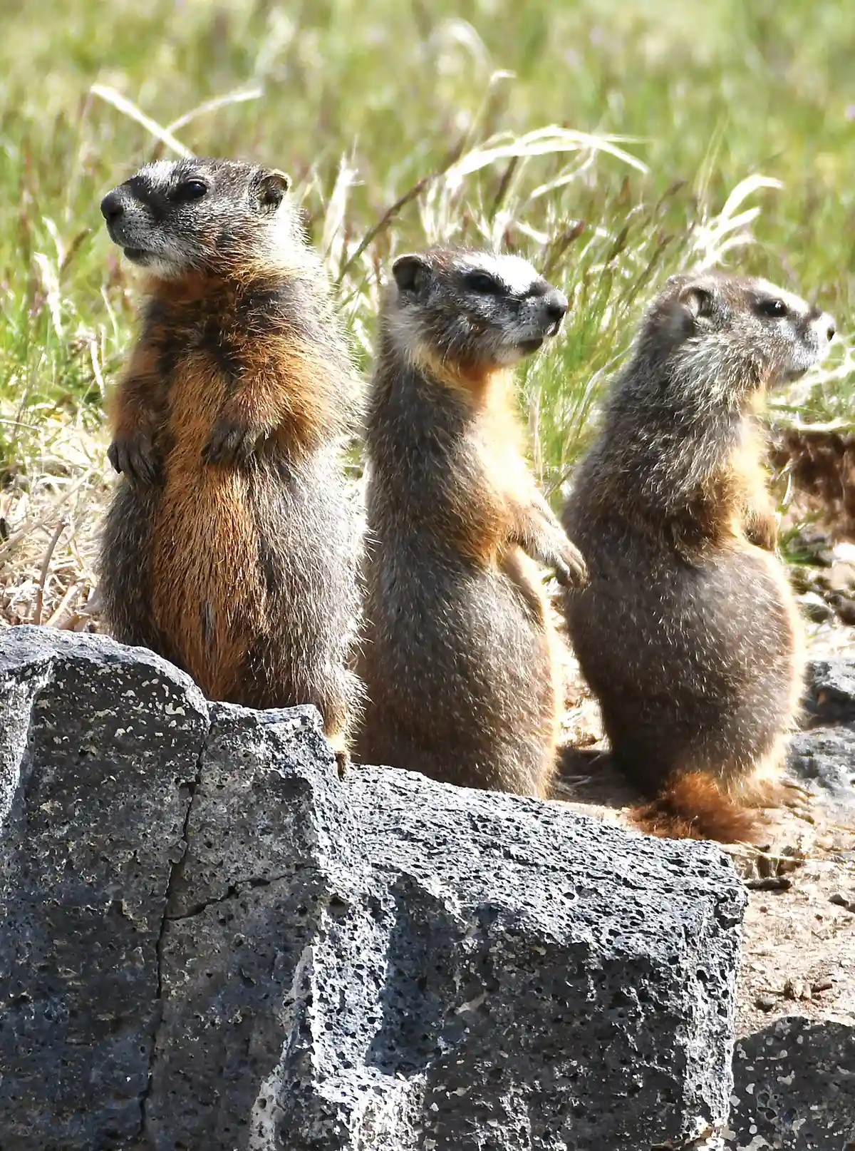 Three marmots standing upright on their hind legs behind a dark volcanic rock, looking alertly in the same direction in a grassy field.