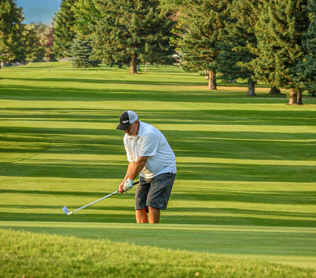 A golfer wearing a white shirt and cap chip shots onto a green lined with pine trees.