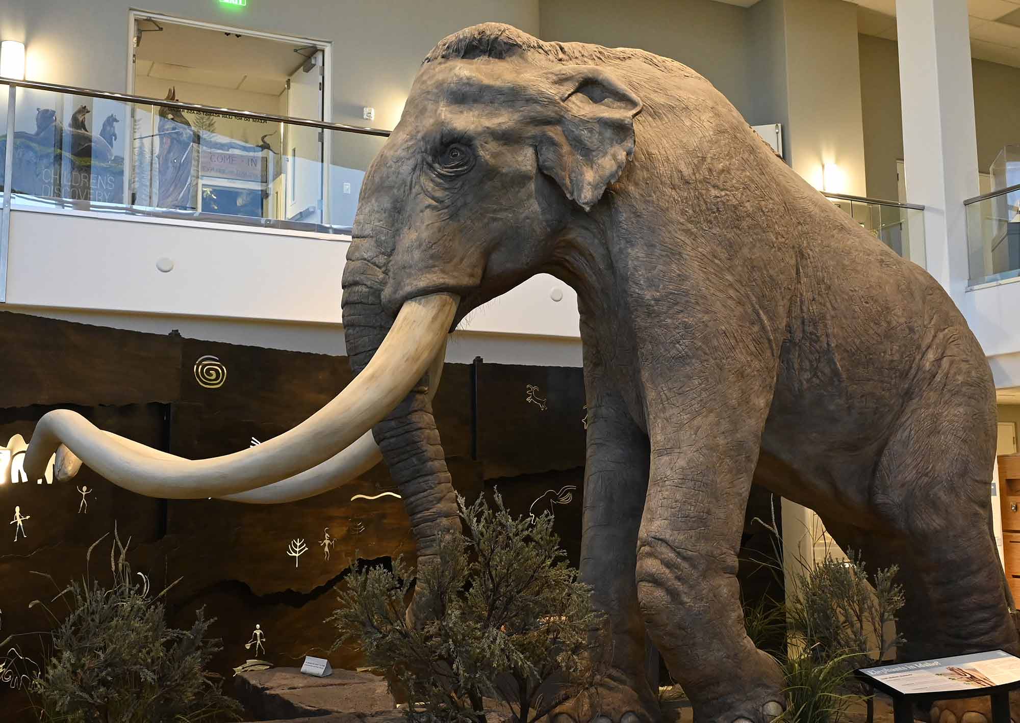 A life-sized mammoth model on display in a museum exhibit.