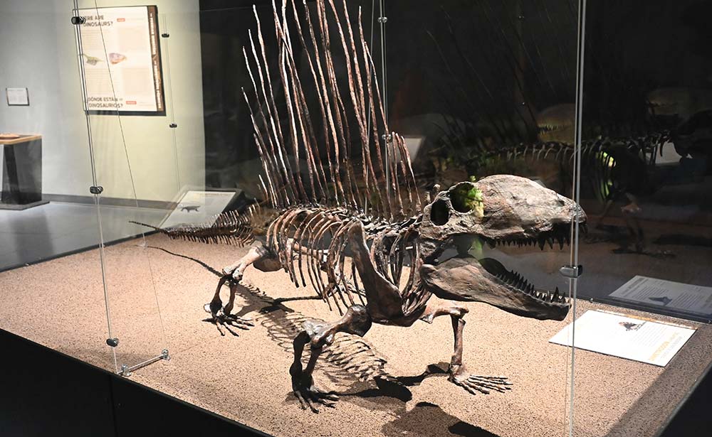 A Dimetrodon fossil skeleton display inside a museum glass case.